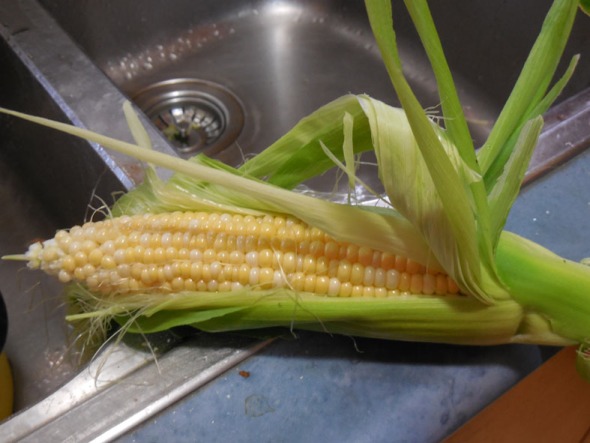 Our Sweet Honey Bi-colour corn, ready for a quick steam and then into our stomachs!